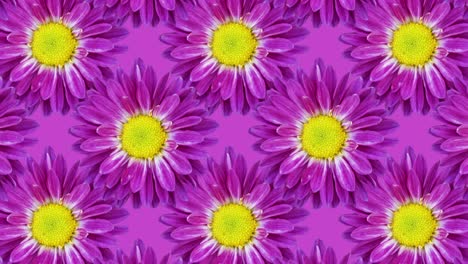 violet background with chrysanthemums. floral animation pattern with a seamless loop
