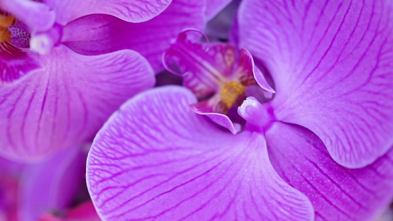 vista macro de primer plano de una orquídea púrpura que muestra pétalos y estigma