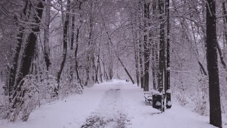 Cubierto-De-Nieve-Niebieskie-Zrodla-Reserva-Natural-Sendero-Del-Bosque-Helado,-Tiro-Pov-Caminando