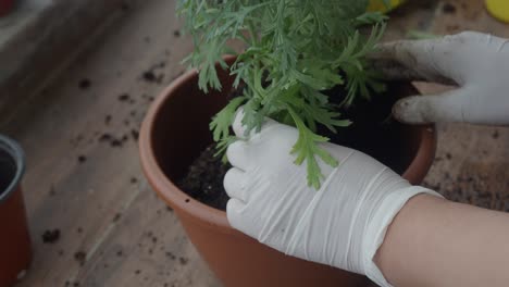 repotting a plant