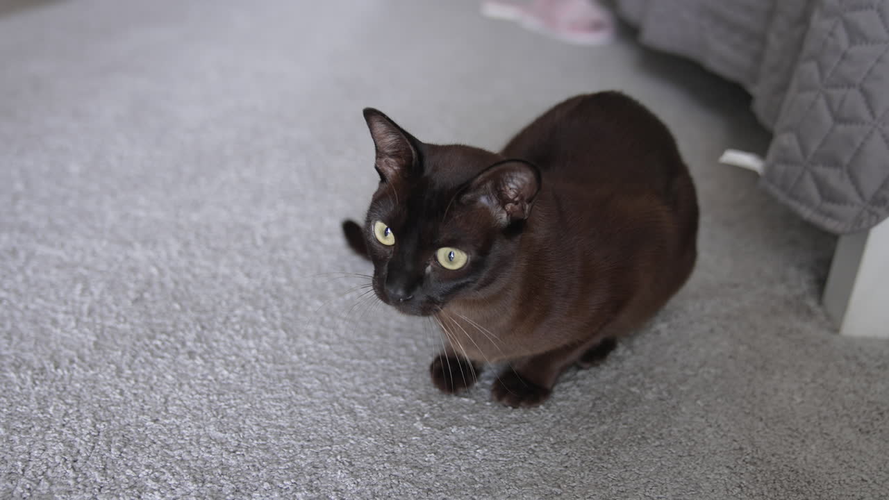Black domestic cat sitting on the carpet. Cat watching attentively at something. Close up.