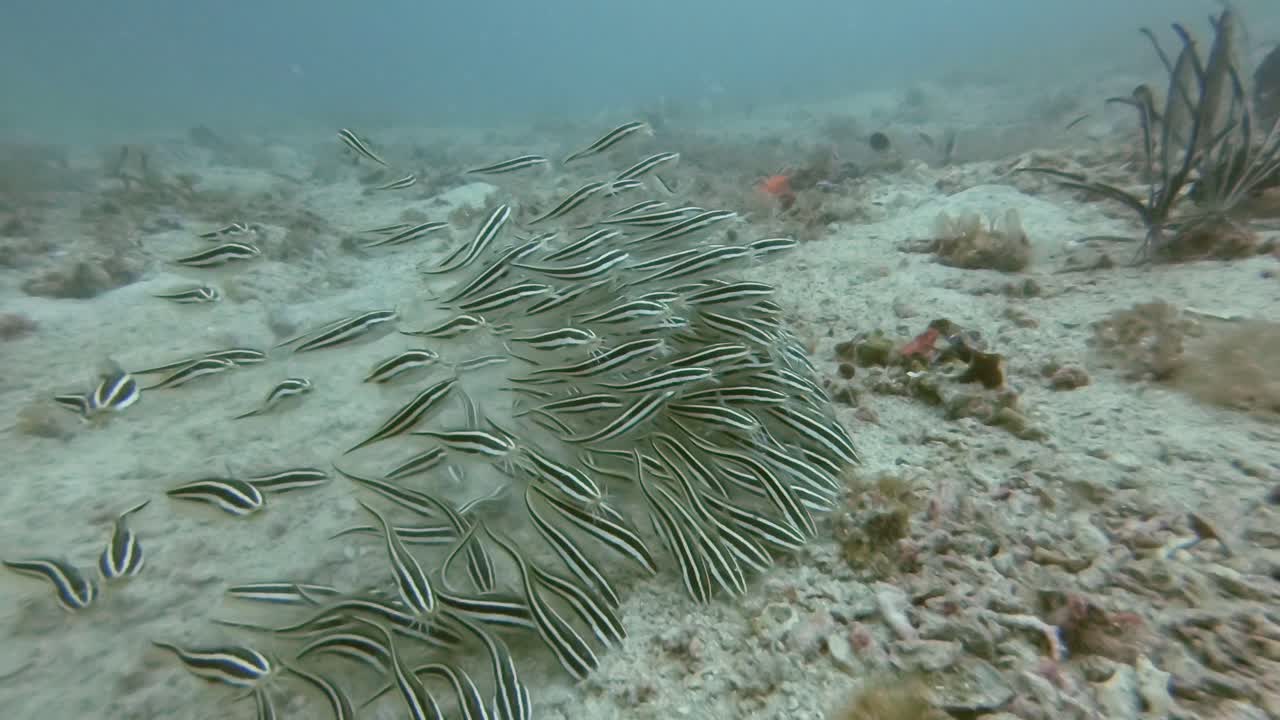 A group of juvenile striped catfish feeding along the ocean floor