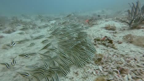 a group of juvenile striped catfish feeding along the ocean floor