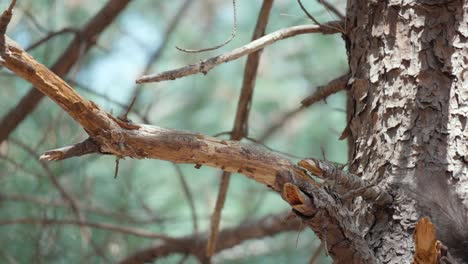 slow-motion of eurasian gray squirrel jumping out of pine tree branch daytime