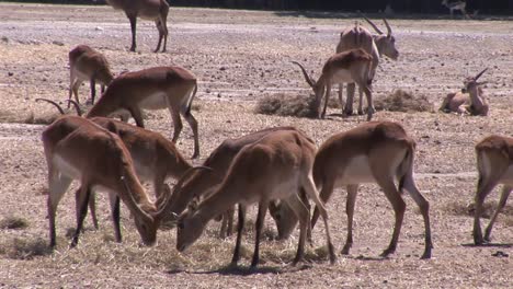 herd of impalas