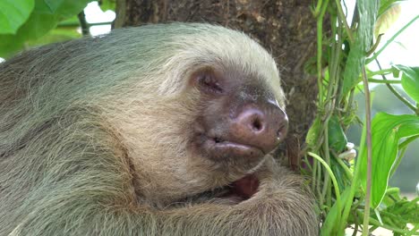 Closeup-shot-of-a-sloth-,-peacefully-sleeping-while-hugged-to-a-tree,-with-a-gentle-wind-shaking-the-leaves