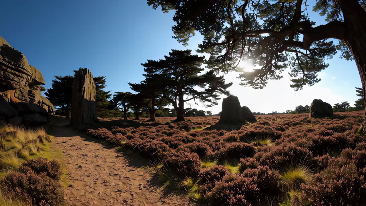 Scenic Heath Landscape with Path and Rocks