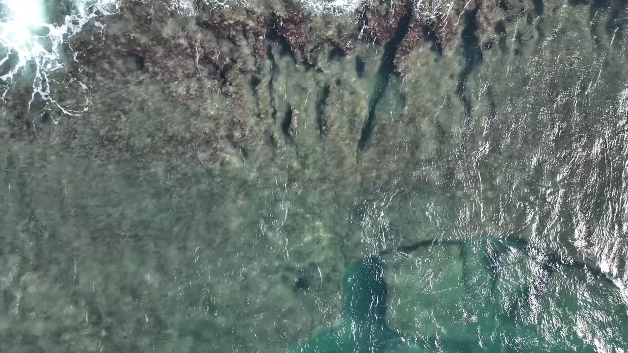 Hawaii green sea turtles eating seaweed off the shallow reefs of Maui, Hawaii 