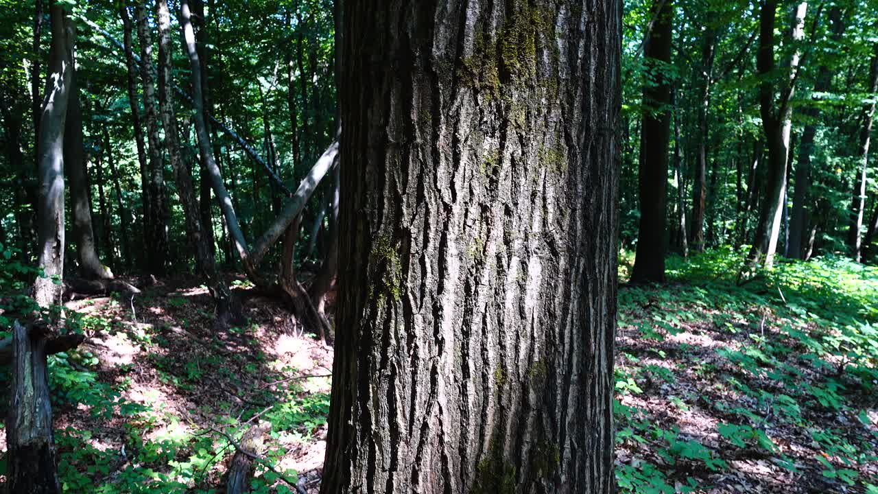 Servizio fotografico nella foresta estiva