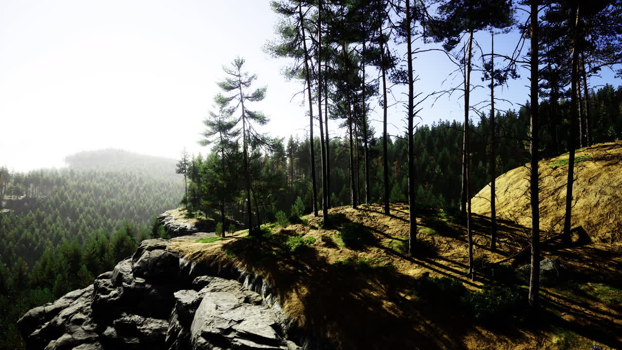 Serene forest landscape with sunlight filtering through tall trees