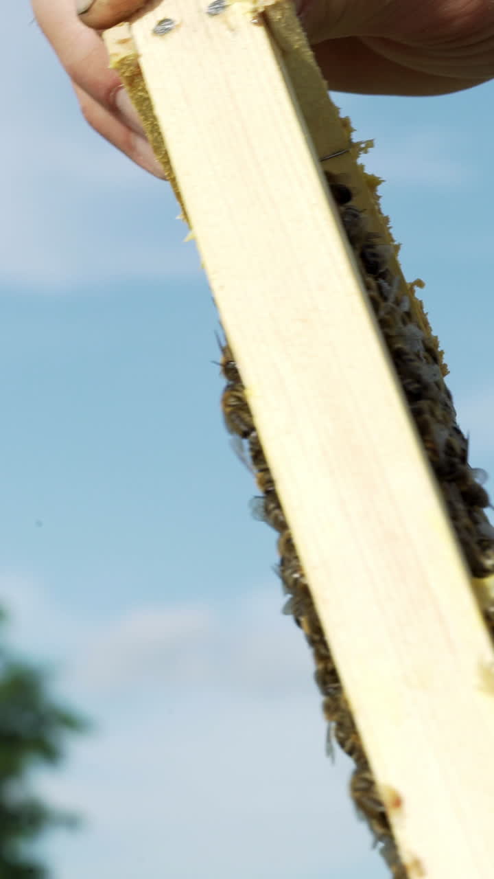 hands of a man holds a frame with honeycombs for bees in the garden at home Vertical video