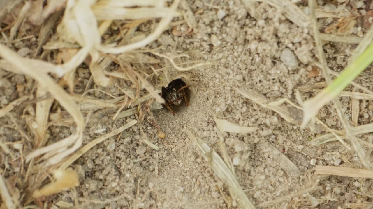 Extreme macro of ant walking across dry gritty surface, antennae scanning surroundings