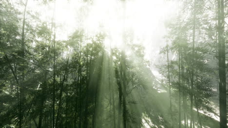 sunlight streaming through a bamboo forest