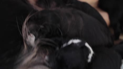 primer plano de cachorros peludos recién nacidos bebiendo leche de su madre
