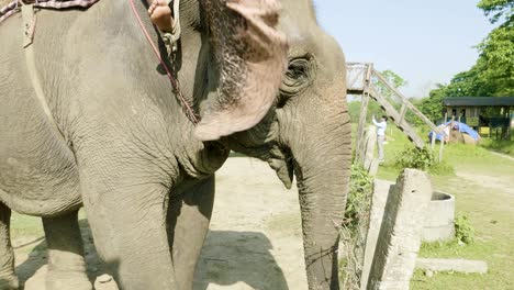 elephant face in the national park chitwan, nepal.