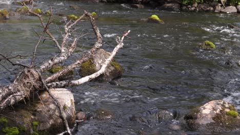 medium shot of downstream rocky bank, with dead tree, fallen to decompose in the riverbed