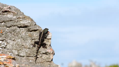 southern rock agama lizard sunbathing on rock in fernkloof nature reserve, tele