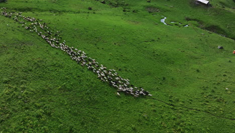 ovejas, cabras corriendo en el campo de pastizales verdes de la región montañosa de nepal