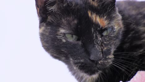 pequeño gato con ojos agudos. gato negro.
