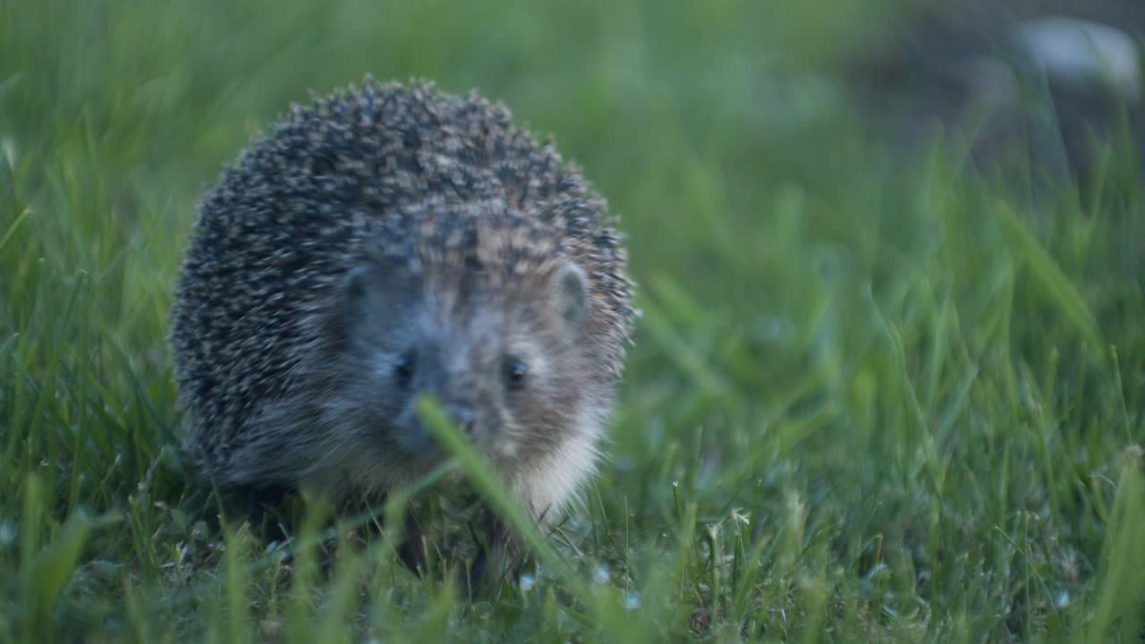Europäischer Igel in der Abenddämmerung auf Insektenjagd