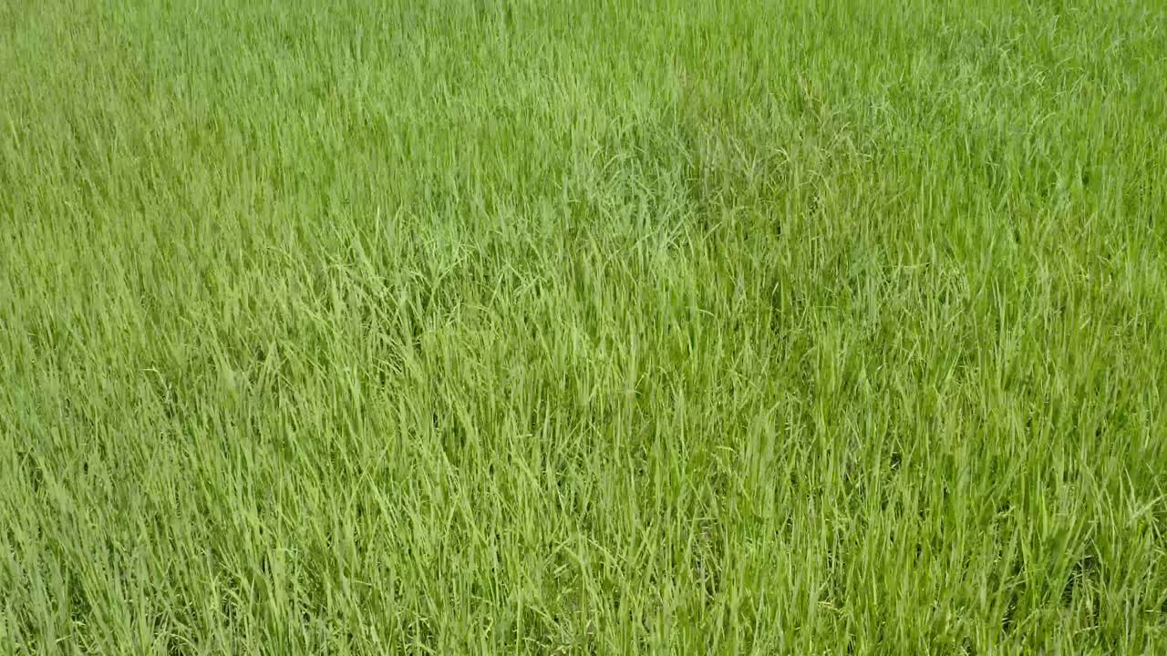 campo de arroz tierras agrícolas en el campo asiático