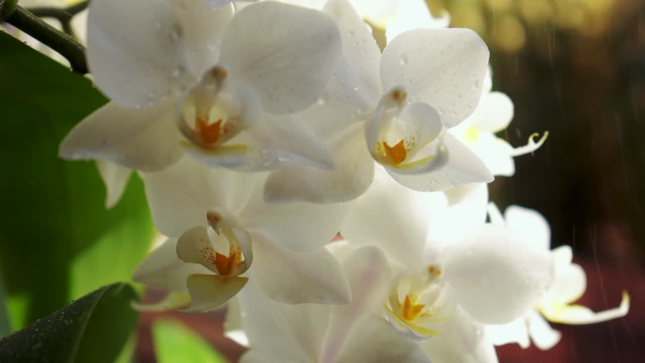 rocíe un poco de agua en una flor de orquídea-2