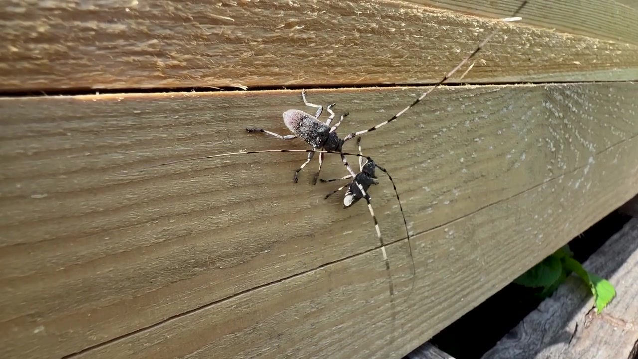 Due coleotteri maschi del legno (Acanthocinus aedilis) che lottano per il territorio su una tavola di legno. Saaremaa, Estonia.
