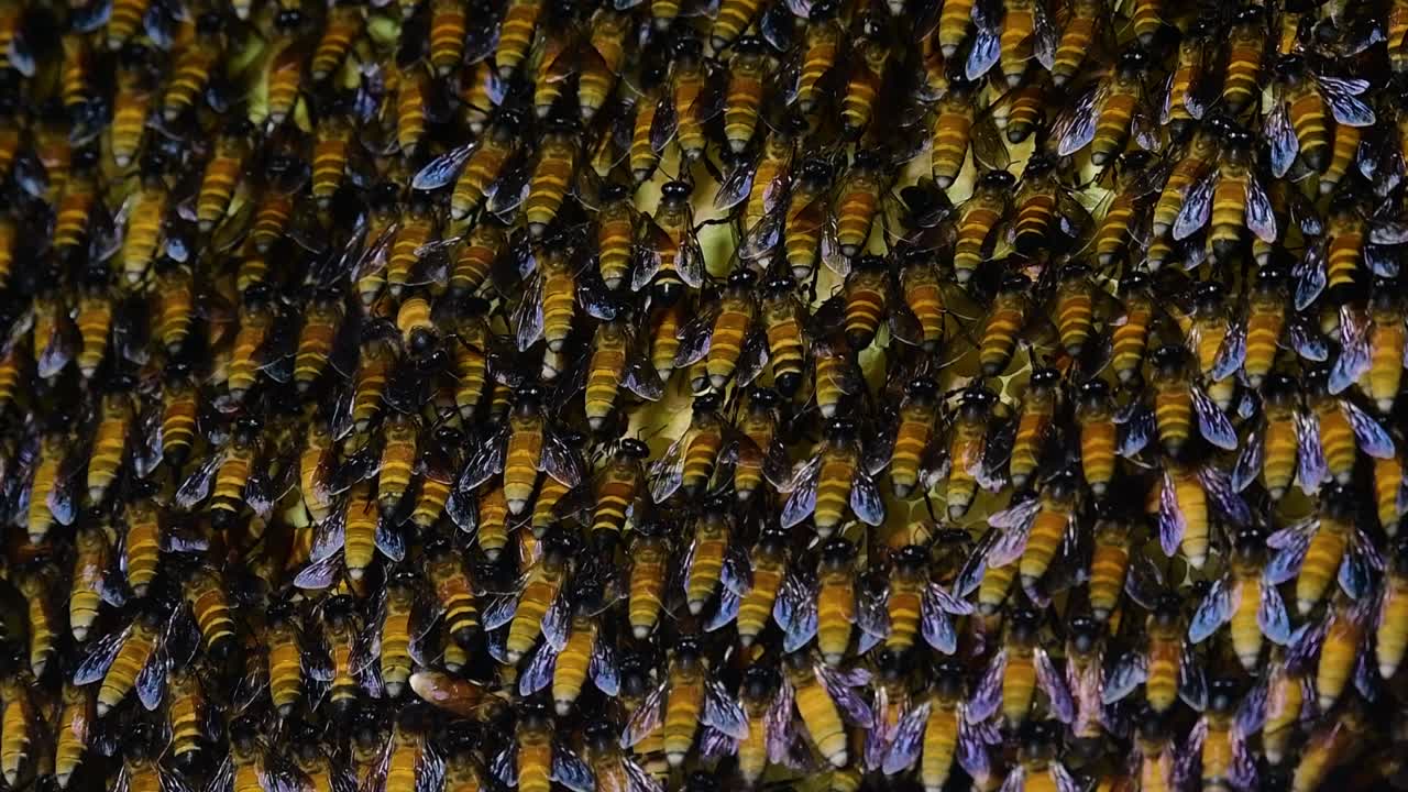 se sabe que las abejas melíferas gigantes construyen grandes colonias de nidos con bolsillos simétricos hechos de cera para almacenar miel como fuente de alimento.