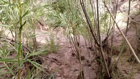 Walking-through-bushes-to-trail-in-Utah