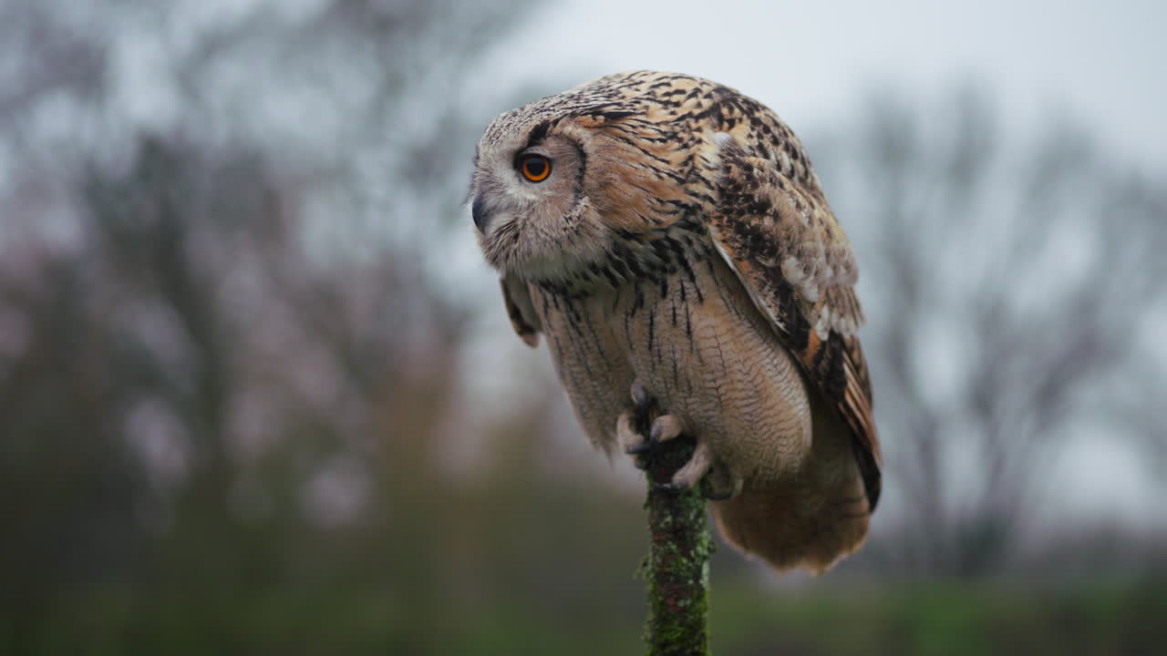 орлиная сова, сидящая на ветке