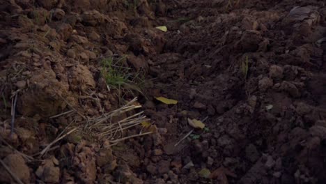 Smooth-descending-shot-of-ploughed-agricultural-field-with-slight-wind