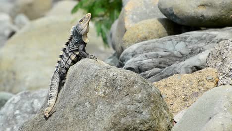Costa-Rican-black-iguana-sitting-on-a-big-rock-at-the-pacific-shore-and-moving-its-head-around