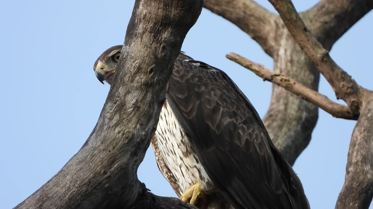 comman eagle esperando la caza uhd mp4 4k