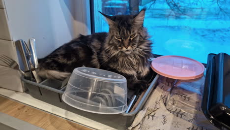 el gato de la casa maine coon decide anidar en la bandeja de platos en el armario de la cocina