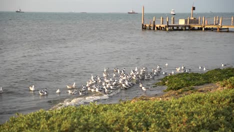 Fixed-Shot-Of-White-Seagull-Near-Wooden-Pier-In-Beautiful-Coast-Of-Paracas,-Ica,-Per?