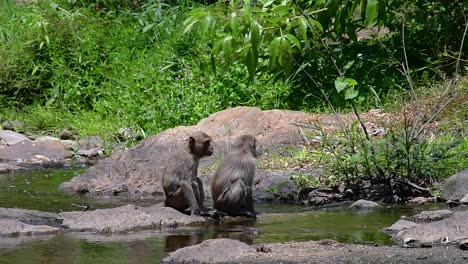 Los-Macacos-De-Cola-Larga-Son-Los-Monos-Más-Fáciles-De-Encontrar-En-Tailandia,-Ya-Que-Están-Presentes-En-Complejos-De-Templos,-Parques-Nacionales-E-Incluso-Pueblos-Y-Ciudades