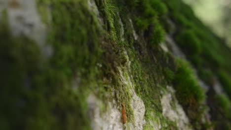 moss growing on a rock