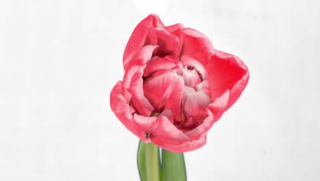 beautiful pink tulip flower on a white background. blooming tulips flower open, time lapse, close-up. wedding backdrop, valentine's day concept. closeup