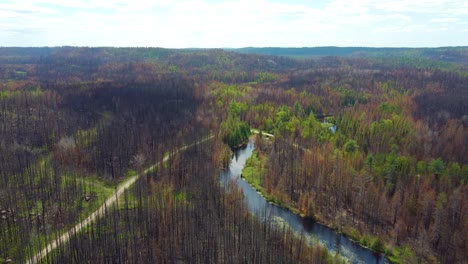 Árboles-Forestales-Quemados-A-Orillas-Del-Río-Cerca-De-Toronto,-Canadá.