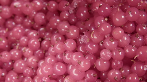 extreme closeup pan, stunning, shiny, fresh redcurrants