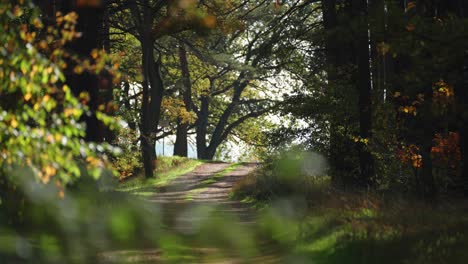 un estrecho camino de tierra conduce a través del bosque