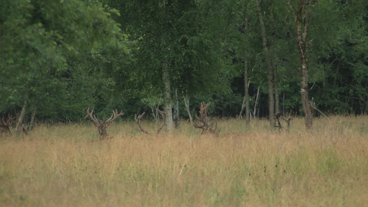 Roe deer graze in the meadow