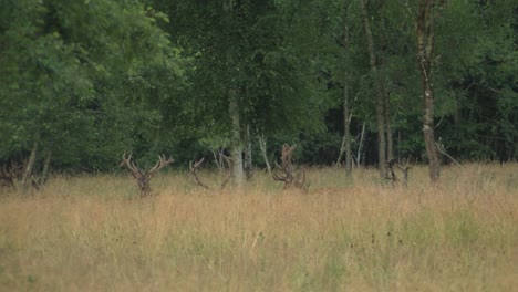 roe deer graze in the meadow