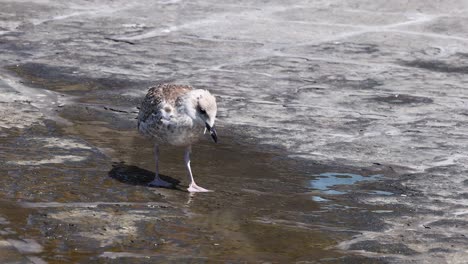 la gaviota caminando y picoteando en el pavimento mojado