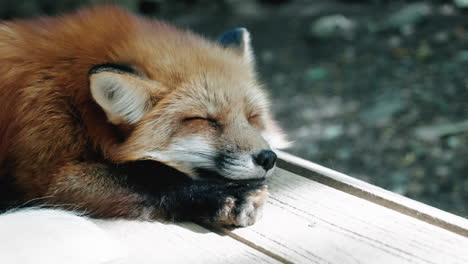 cute fluffy fox sleeping peacefully at zao fox village in miyagi, japan