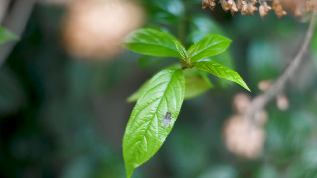 Side movement of Rhamnus prinoides, the shiny-leaf buckthorn, ingredient of local beer in Ethiopia, fly on the leaf