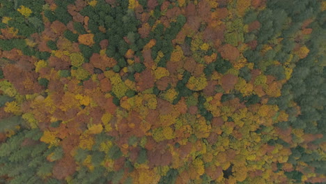 beautiful autumn landscape with colorful trees in bulgaria