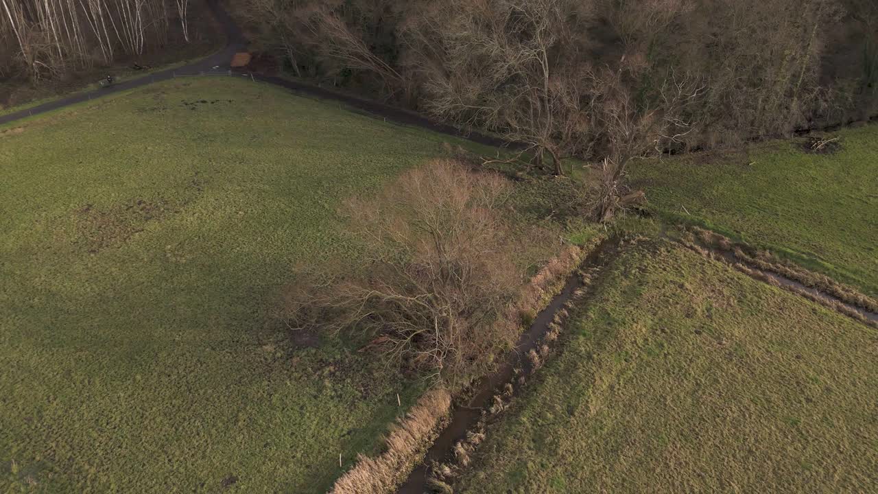 Drone shot of an old tree in a green grass landscape in the middle of a meadow on a sunny day.