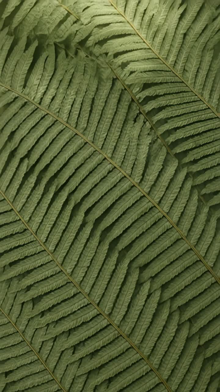Close-up top-down view of a green fern leaf with intricate patterns, ideal for nature-themed video