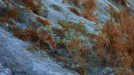 red fox on a snowy mountain slope